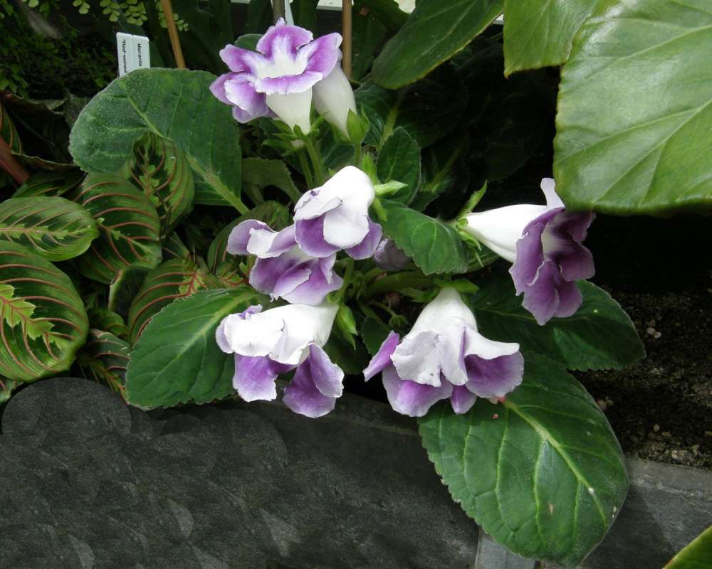 Top Of Plant in  Bloom<br>(Location of Picture: Volunteer, Seattle, Wa, USA, 2009)