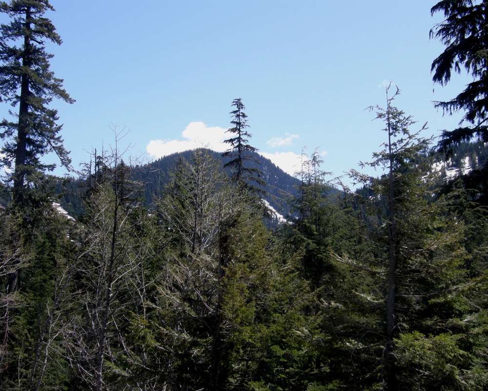 Trees<br>(Location of Picture: Stevens Pass, Washington, USA, '09)