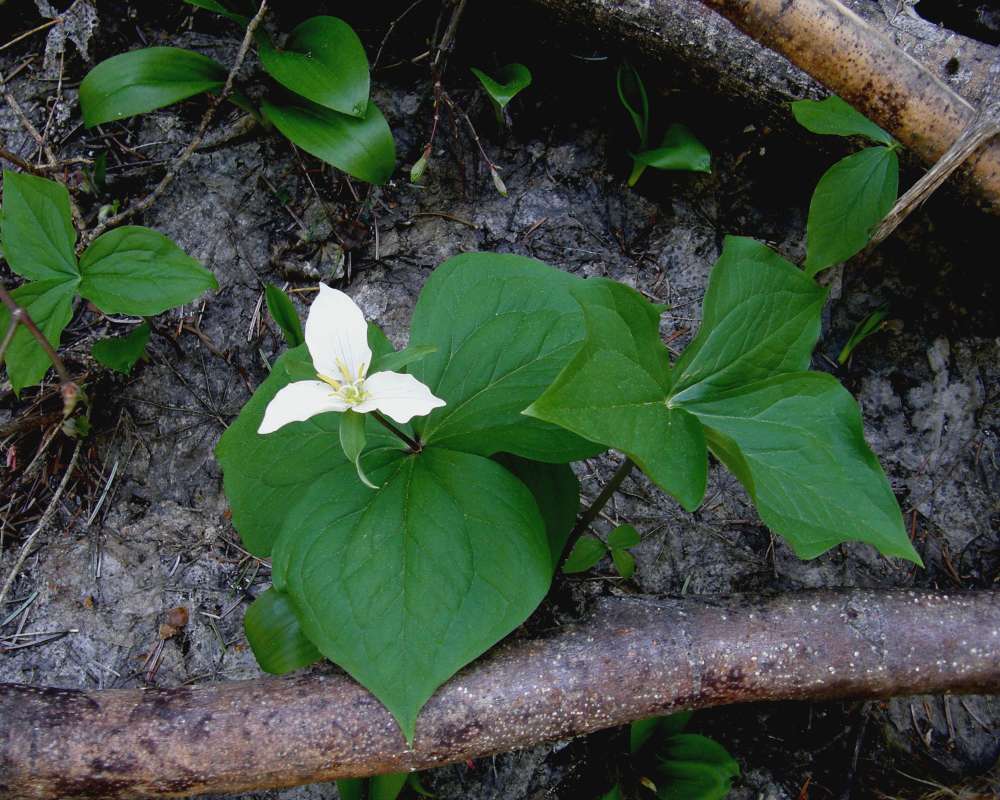 Habitat View - Young Plants With White Flowers<br>(Location of Picture: Stevens Pass, Washington, 2009)