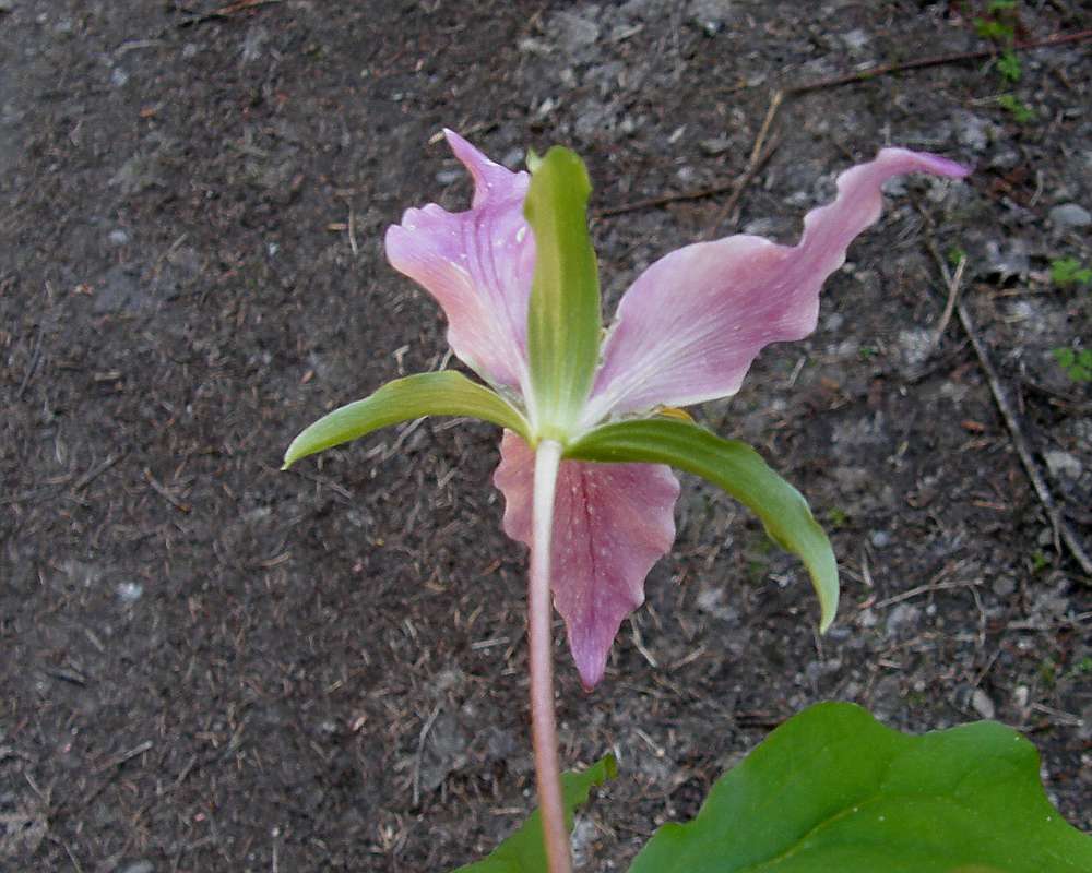 Flower - Rear View<br>(Location of Picture: Stevens Pass, Washington, 2009)