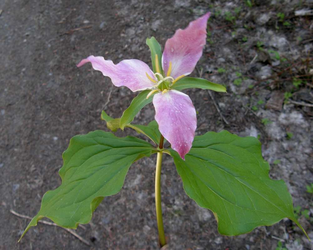 Flower - Close View<br>(Location of Picture: Stevens Pass, Washington, 2009)