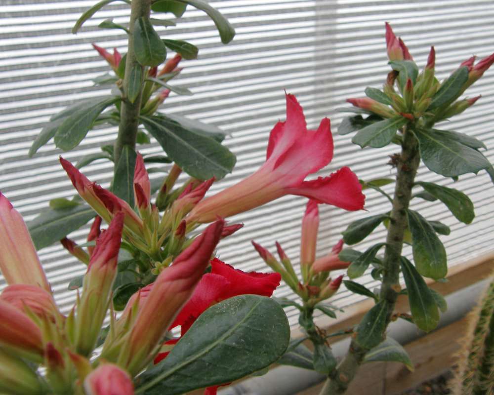 Flower - Side View<br>(Location of Picture: Manito, Seattle, Wa, USA, 2009)