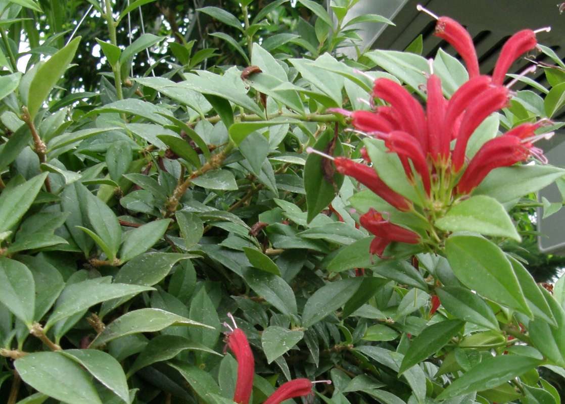 Flowers and Leaves<br>(Location of Picture: Manito Garden, Washington, USA, 09)