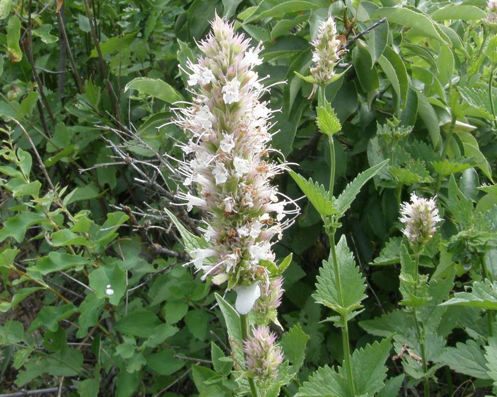 Top Of Plant in  Bloom<br>(Location of Picture: Creston, Washington, USA, 2009)