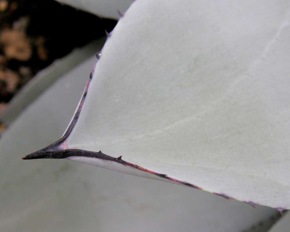 Leaf Tip Close<br>(Location of Picture: Manito Garden, Washington, USA, '09)