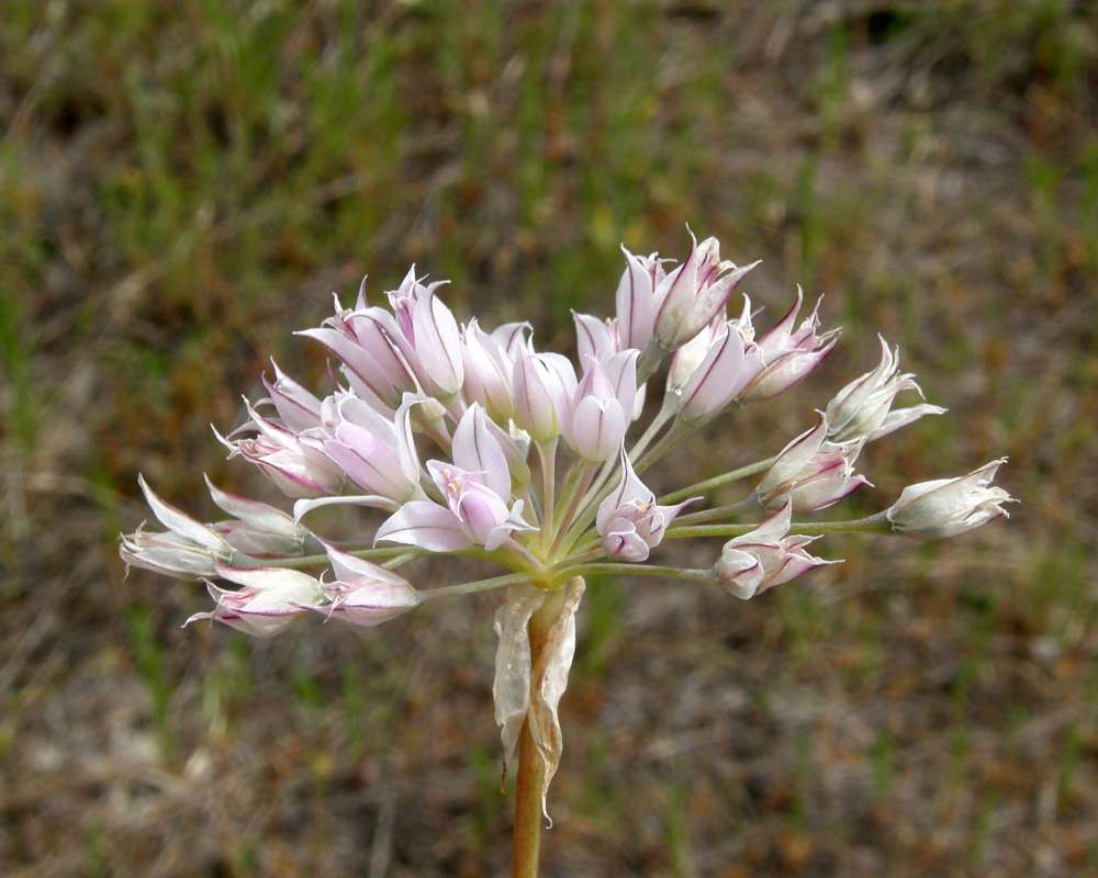 Umbel<br>(Location of Picture: Creston, Washington, USA, 2009)