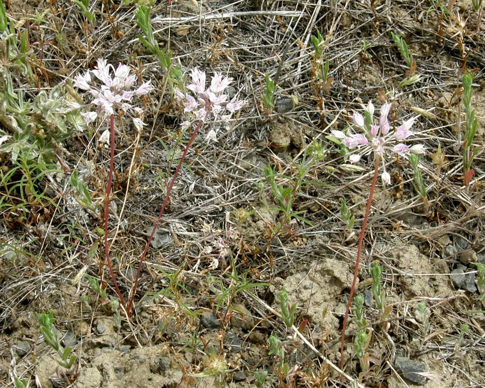 Habitat View<br>(Location of Picture: Creston, Washington, USA, 2009)