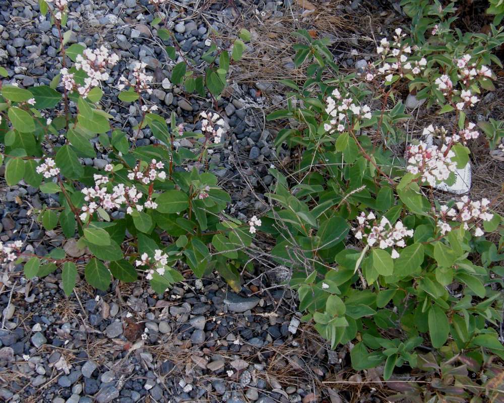 Habitat View<br>(Location of Picture: Spokane, Washington, USA, 2009)