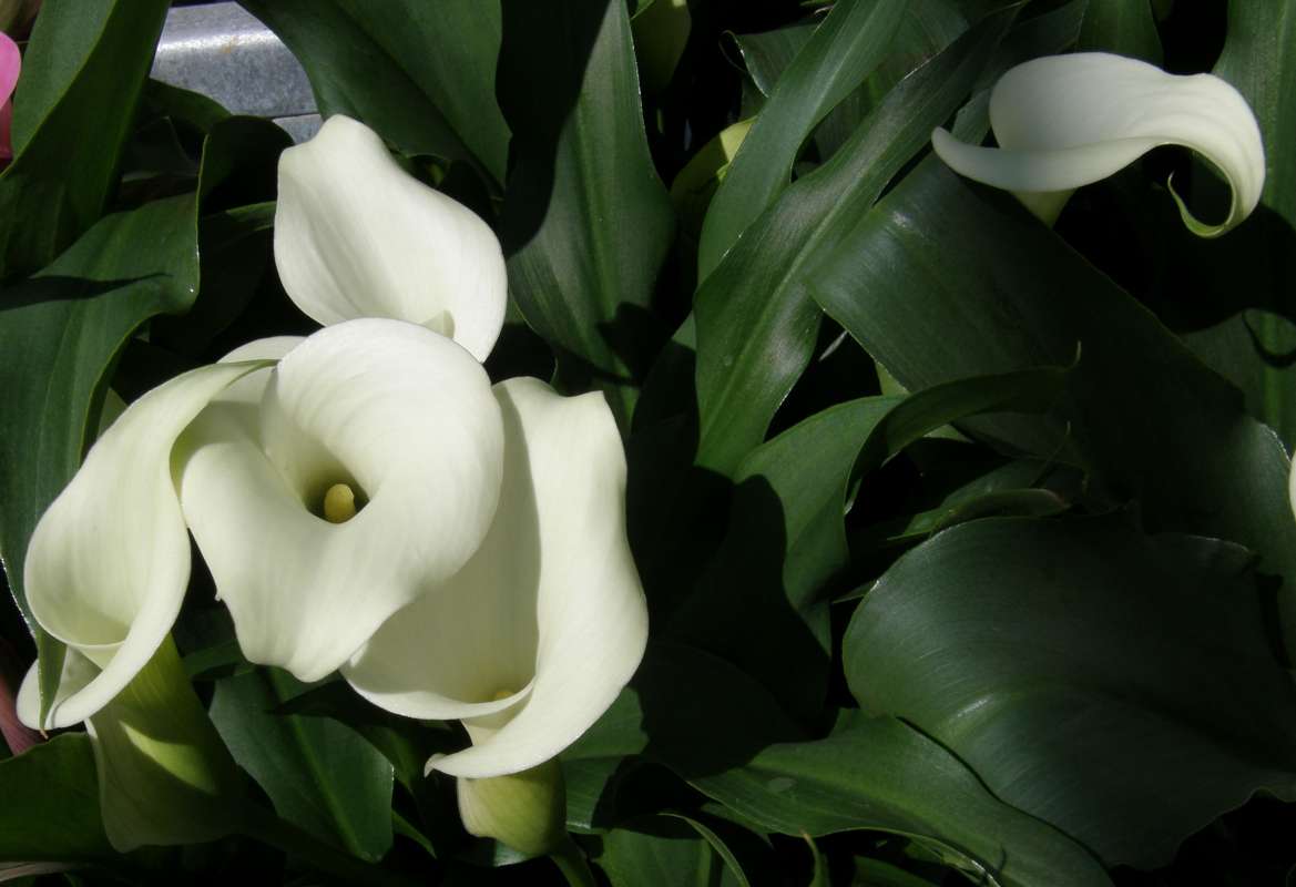 Flower and Leaves<br>(Location of Picture: Commercially Grown)