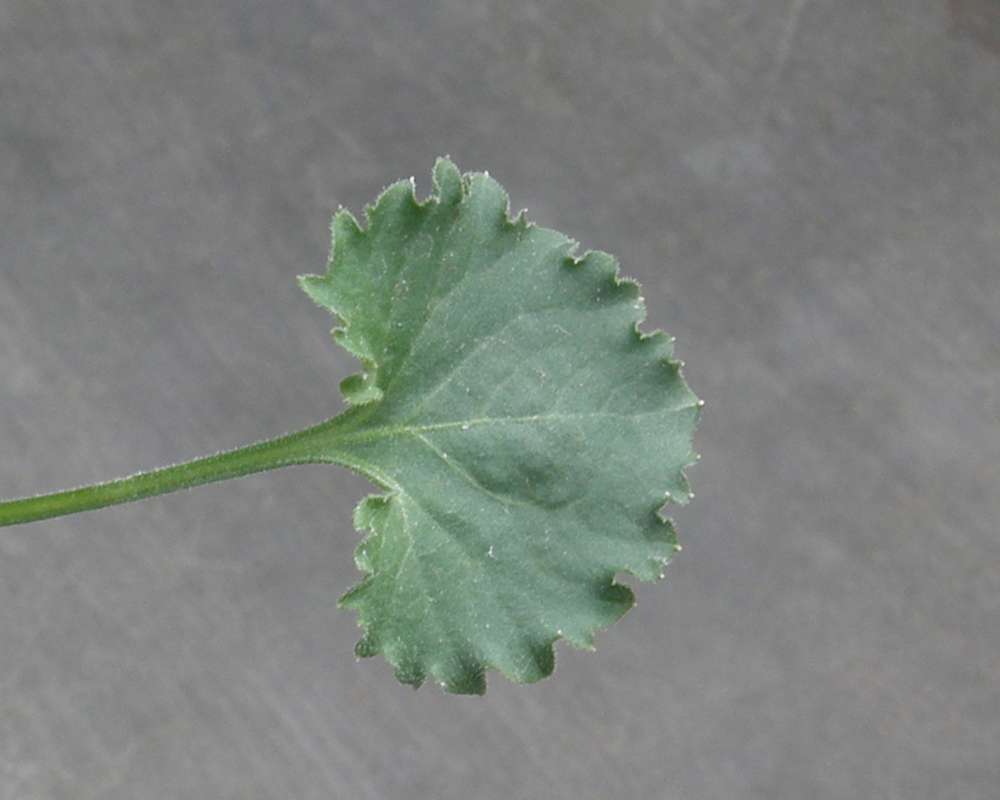 Leaf<br>(Location of Picture: Commercially Grown)