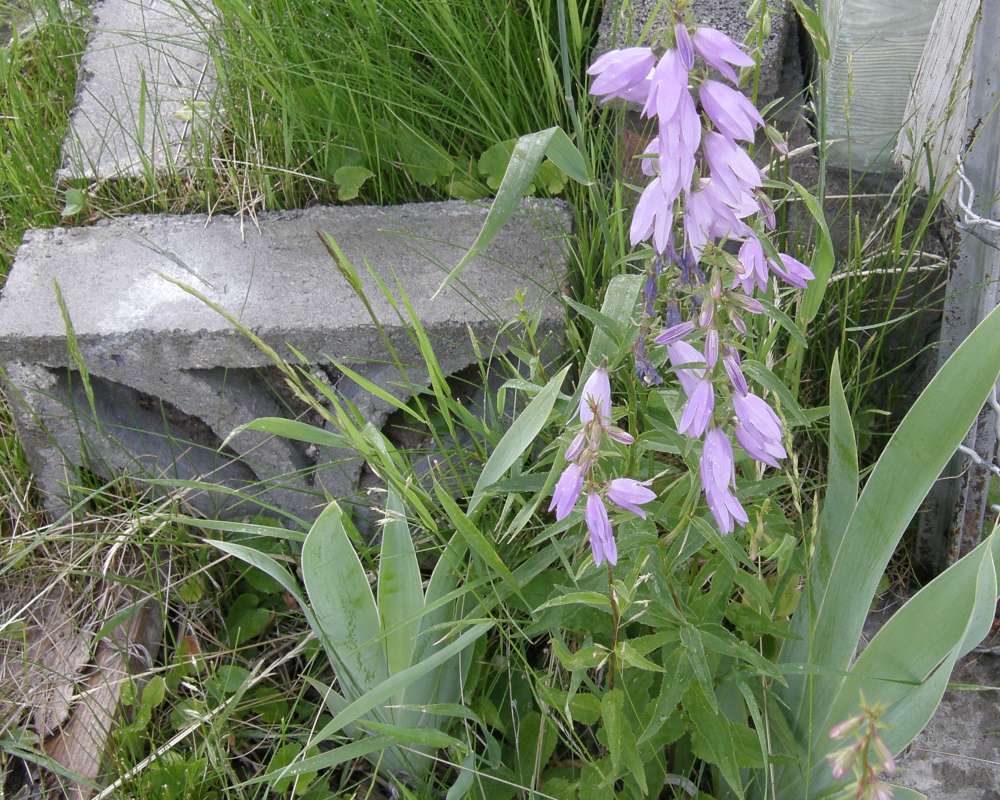 Garden View<br>(Location of Picture: Okanogan, Washington, USA, 2009)
