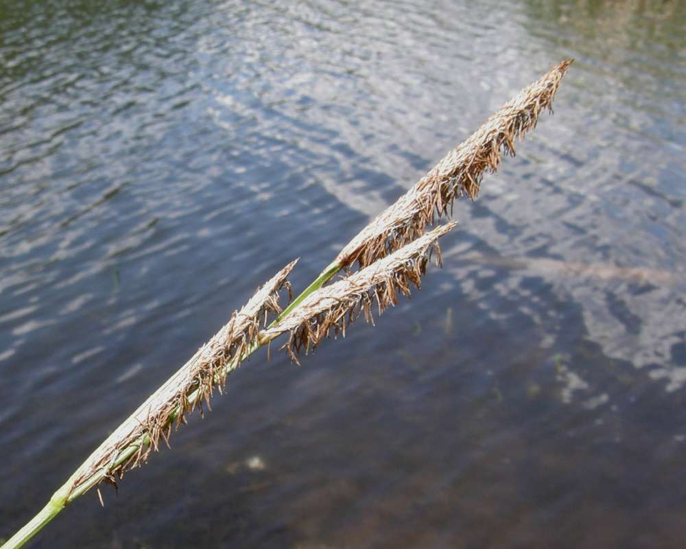 Close View Reproduction<br>(Location of Picture: Buzzard Lake, Washington, USA, 2009)