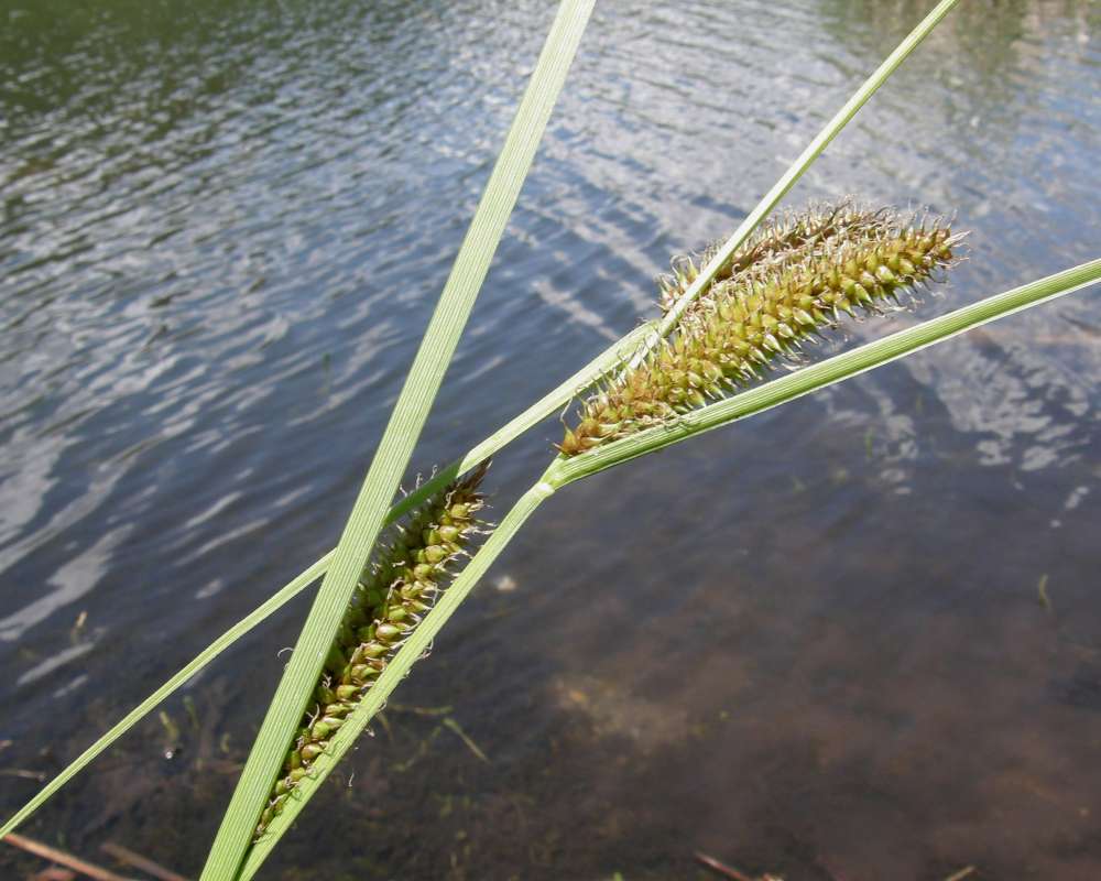 Close View Reproduction #2<br>(Location of Picture: Buzzard Lake, Washington, USA, 2009)