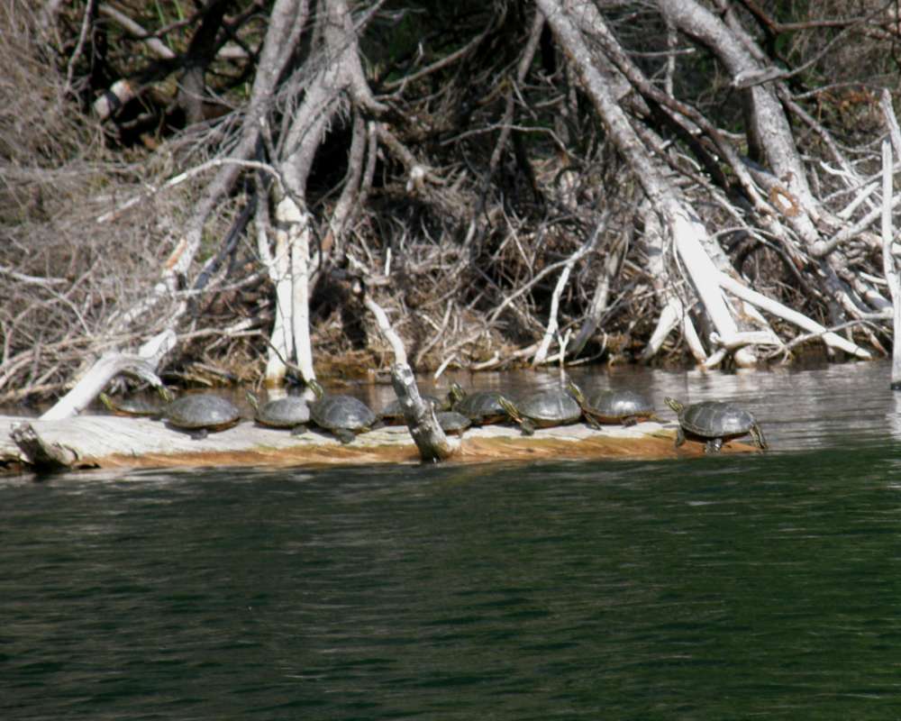 10 On A Log<br>(Location of Picture: Blue Lake, Washington, USA, 2009)