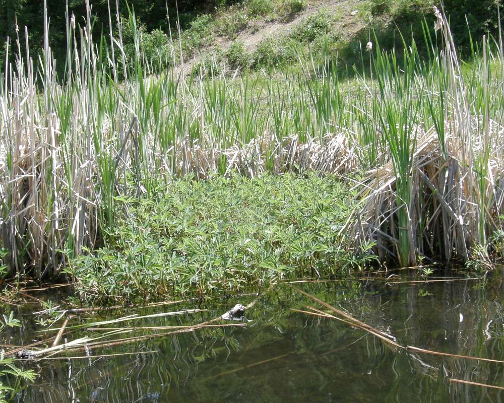 Habitat View<br>(Location of Picture: Buzzard Lake, Washington, 2009)