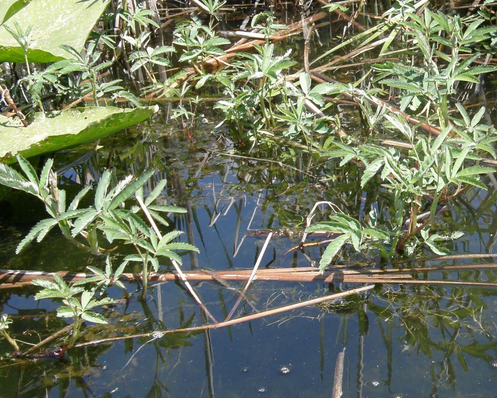 Leaves<br>(Location of Picture: Buzzard Lake, Washington, 2009)