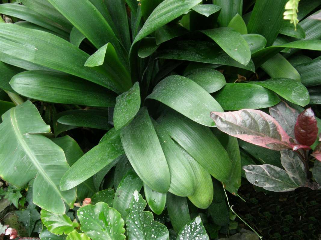 Leaves<br>(Location of Picture: Manito Garden, Washington, 2009)