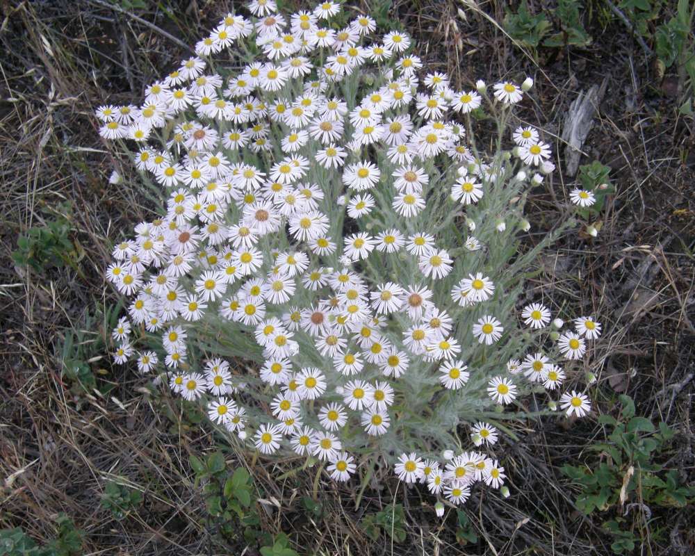 Top Of Plant in  Bloom<br>(Location of Picture: Creston, Washington, USA, 2009)