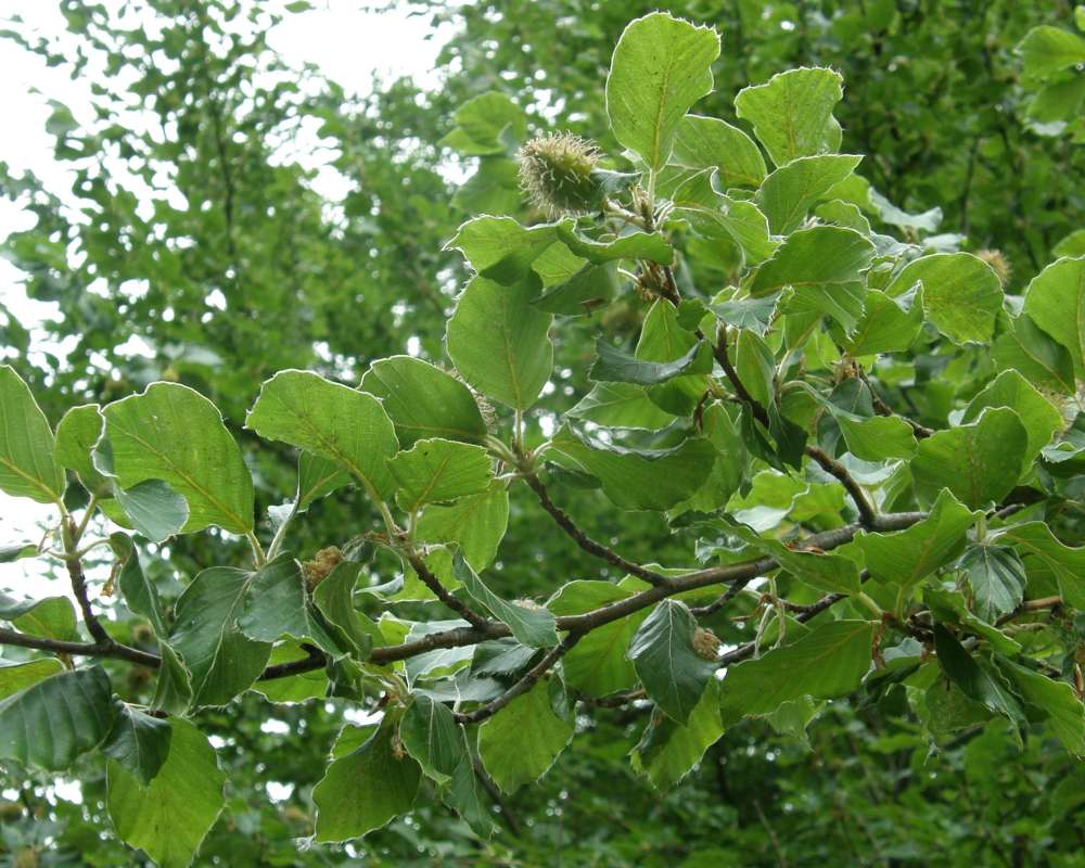 Reproduction<br>(Location of Picture: Manito Garden, Washington, USA, '09)
