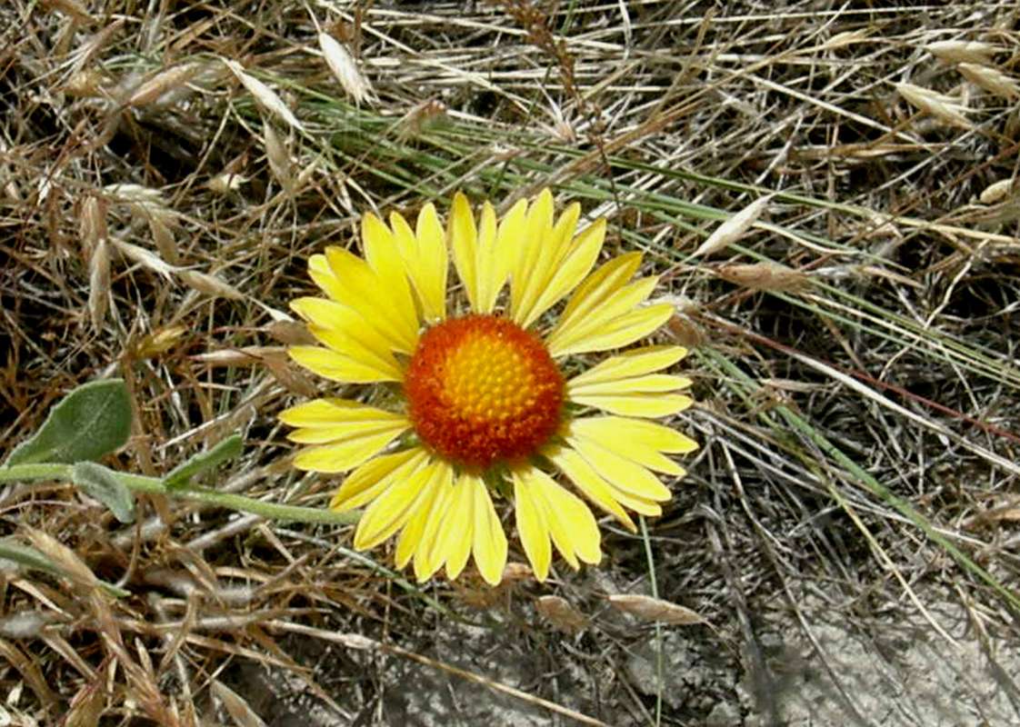 Flower - Front View<br>(Location of Picture: Okanogan, Wa, USA, 2009)