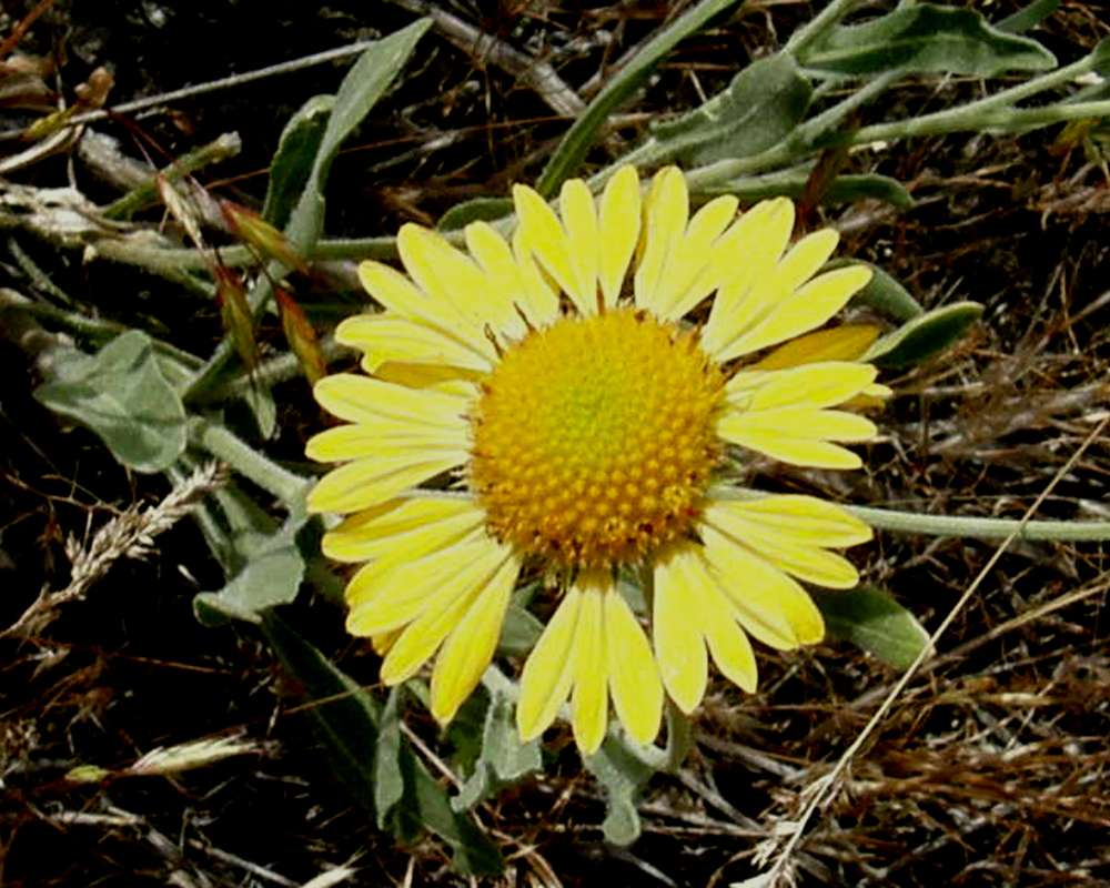 Flower Front View<br>(Location of Picture: Okanogan, Wa, USA, 2009)