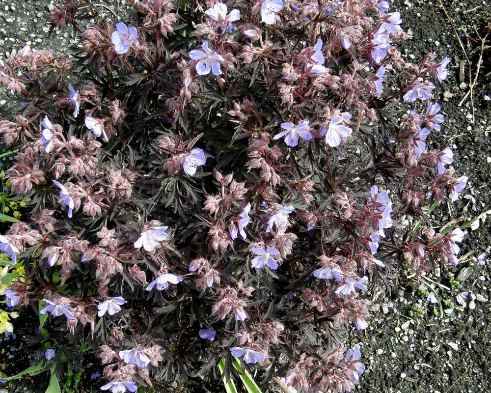 Top Of Plant in  Bloom<br>(Location of Picture: Fairmount, Washington, USA, 2009)