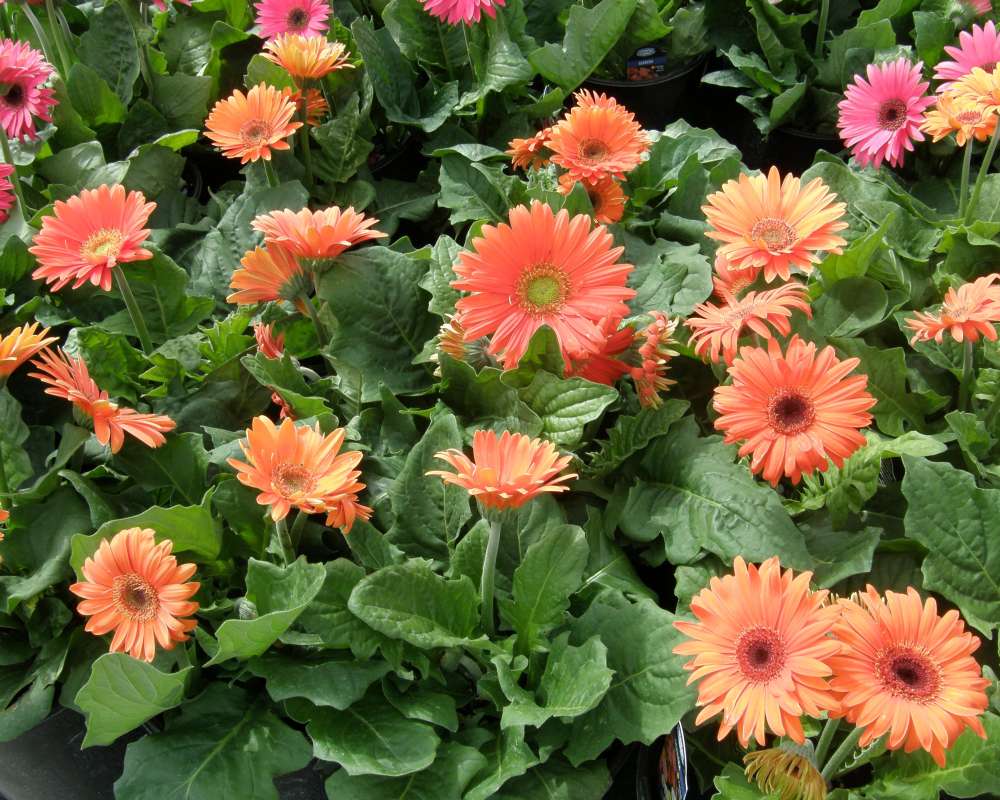 Orange Flowers<br>(Location of Picture: Commercially Grown)