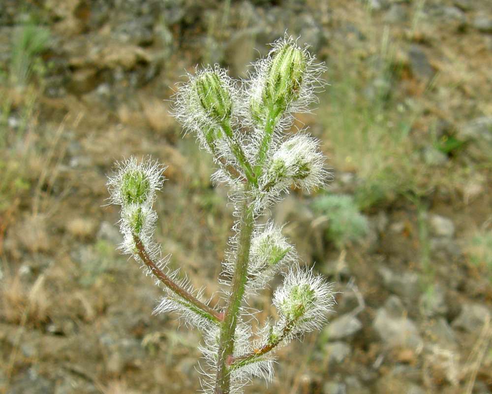 Close View Of Buds and Stem<br>(Location of Picture: Creston, Washignton, USA, 2009)