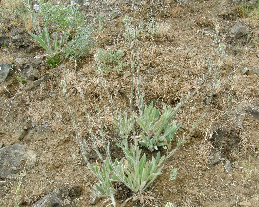 Habitat View<br>(Location of Picture: Creston, Washignton, USA, 2009)