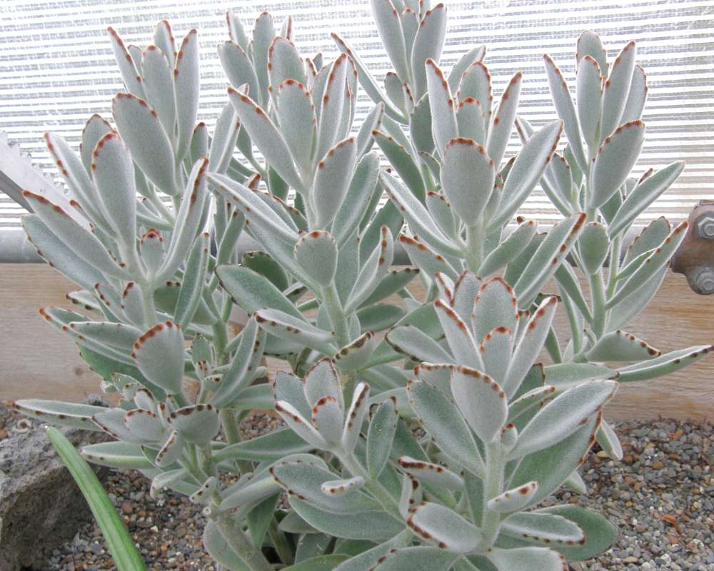 Silhouette in  Conservatory<br>(Location of Picture: Manito Garden, Wa, USA, 2009)