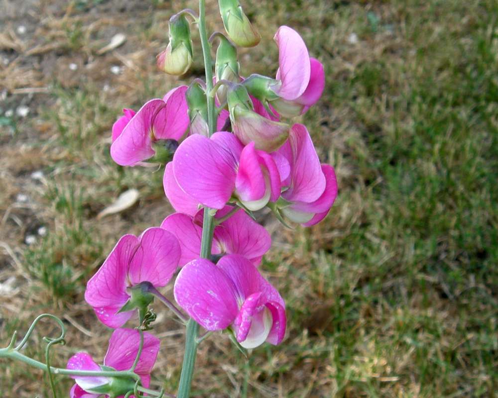 Flowers<br>(Location of Picture: Okanogan, Washington, USA, 2009)