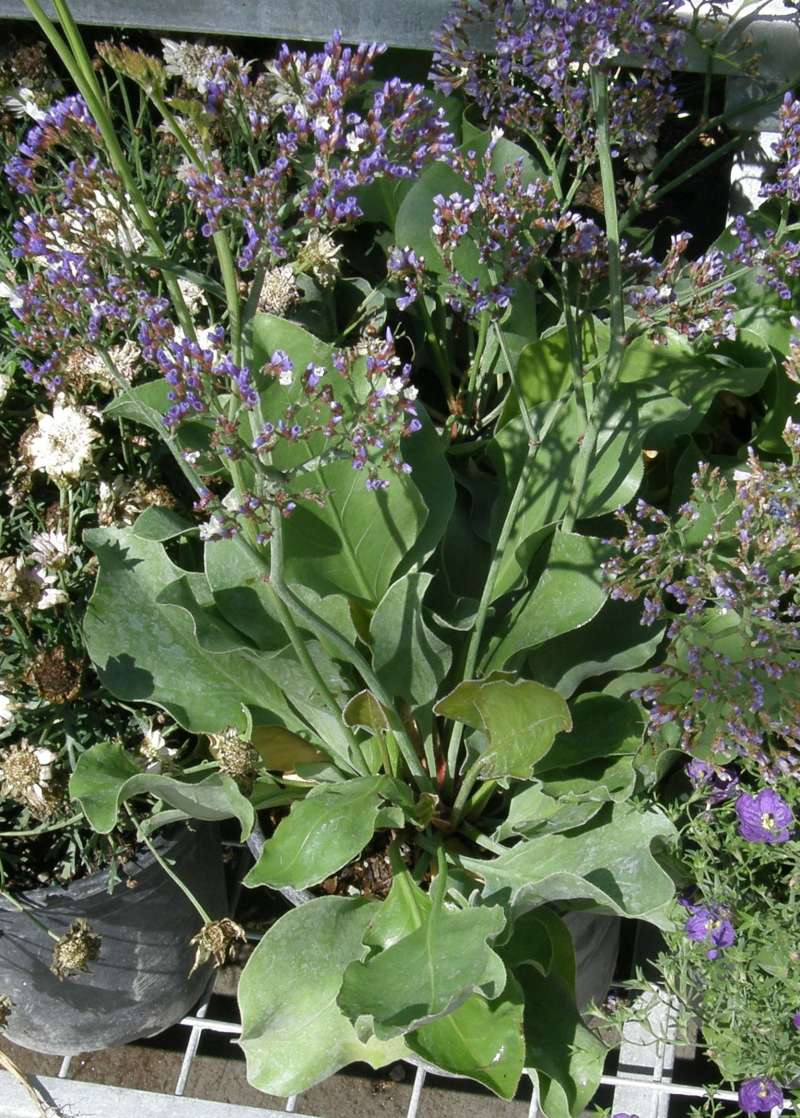 Garden View<br>(Location of Picture: Commercially Grown)