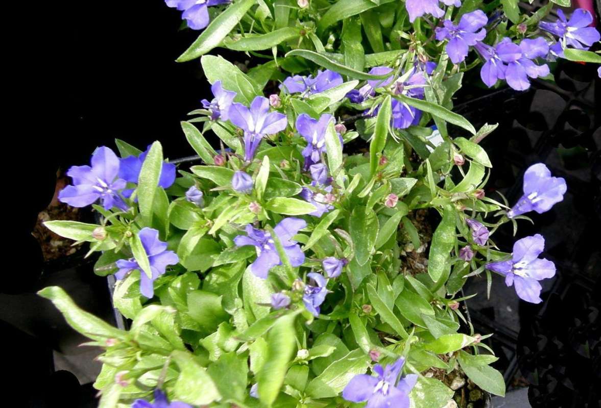 Garden View<br>(Location of Picture: Commercially Grown)