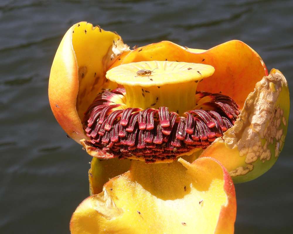 Cutaway View<br>(Location of Picture: Buzzard Lake, Washington, USA, 2009)