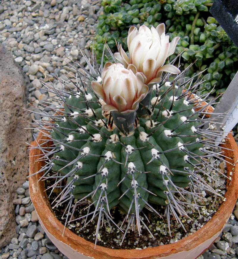 In Pot With Flower<br>(Location of Picture: Manito Garden, Washington, USA, '09)