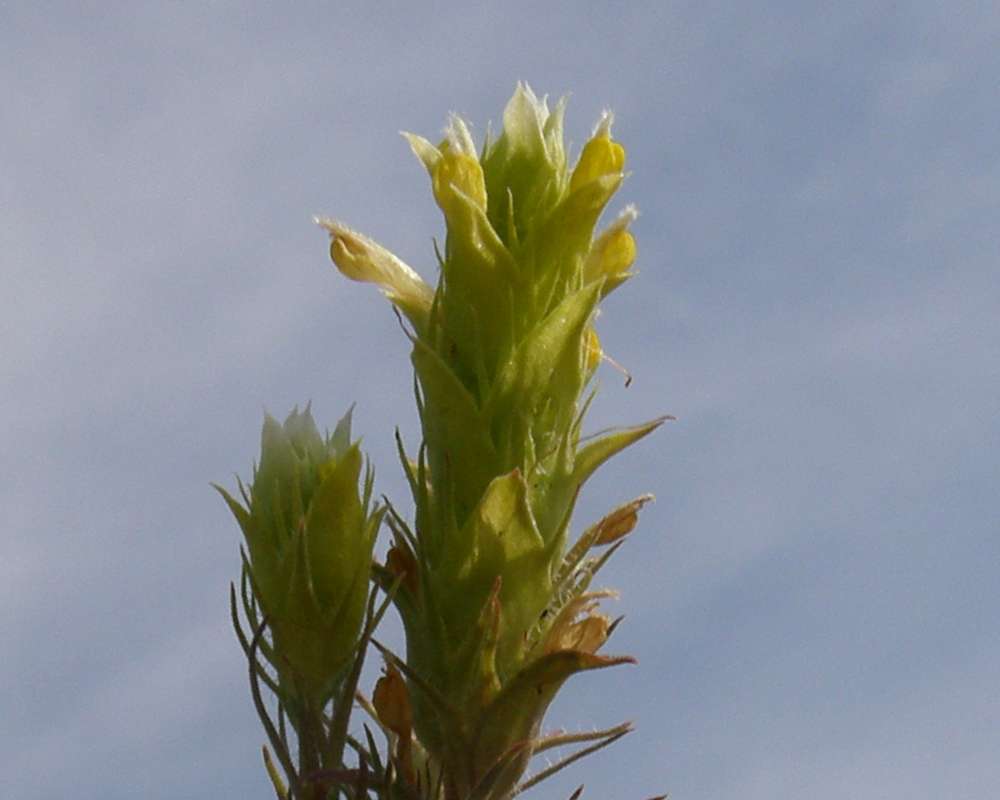 Flower - Closer View<br>(Location of Picture: Conconully, Washington, USA, 2009)