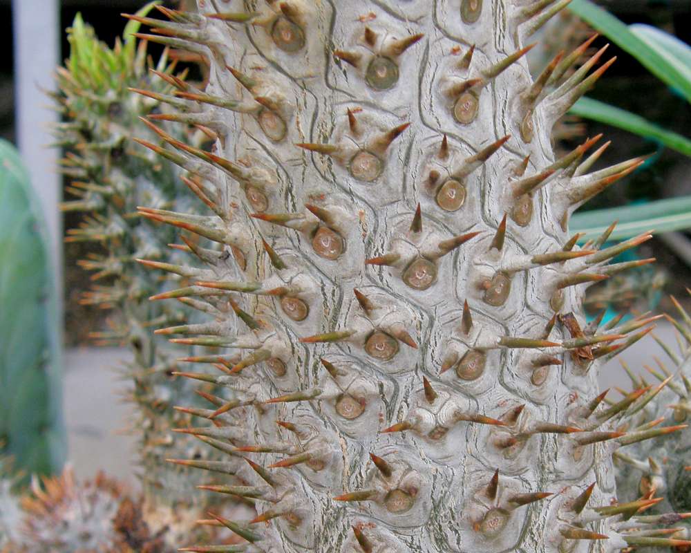 Three Spines Per Cluster<br>(Location of Picture: Manito Garden, Washington, USA, '09)