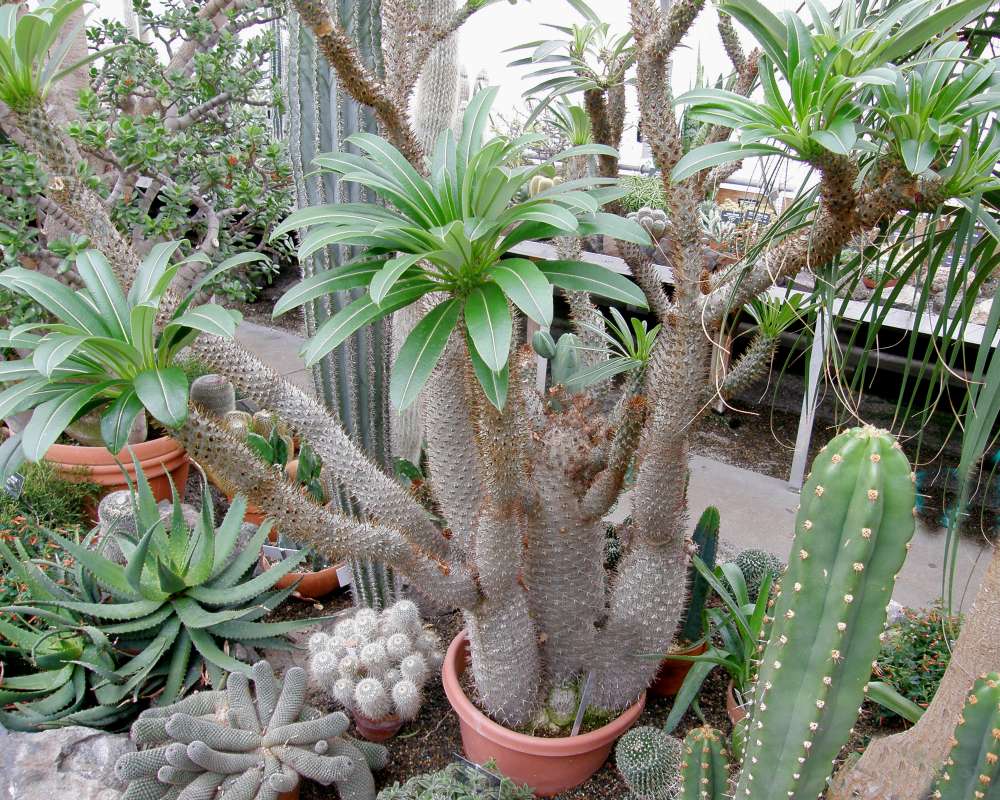 Silhouette<br>(Location of Picture: Manito Garden, Washington, USA, '09)