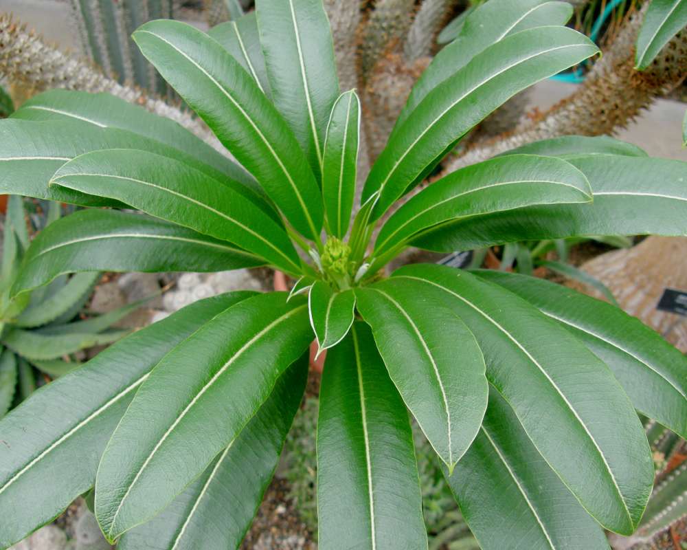 Leaf Crown<br>(Location of Picture: Manito Garden, Washington, USA, '09)