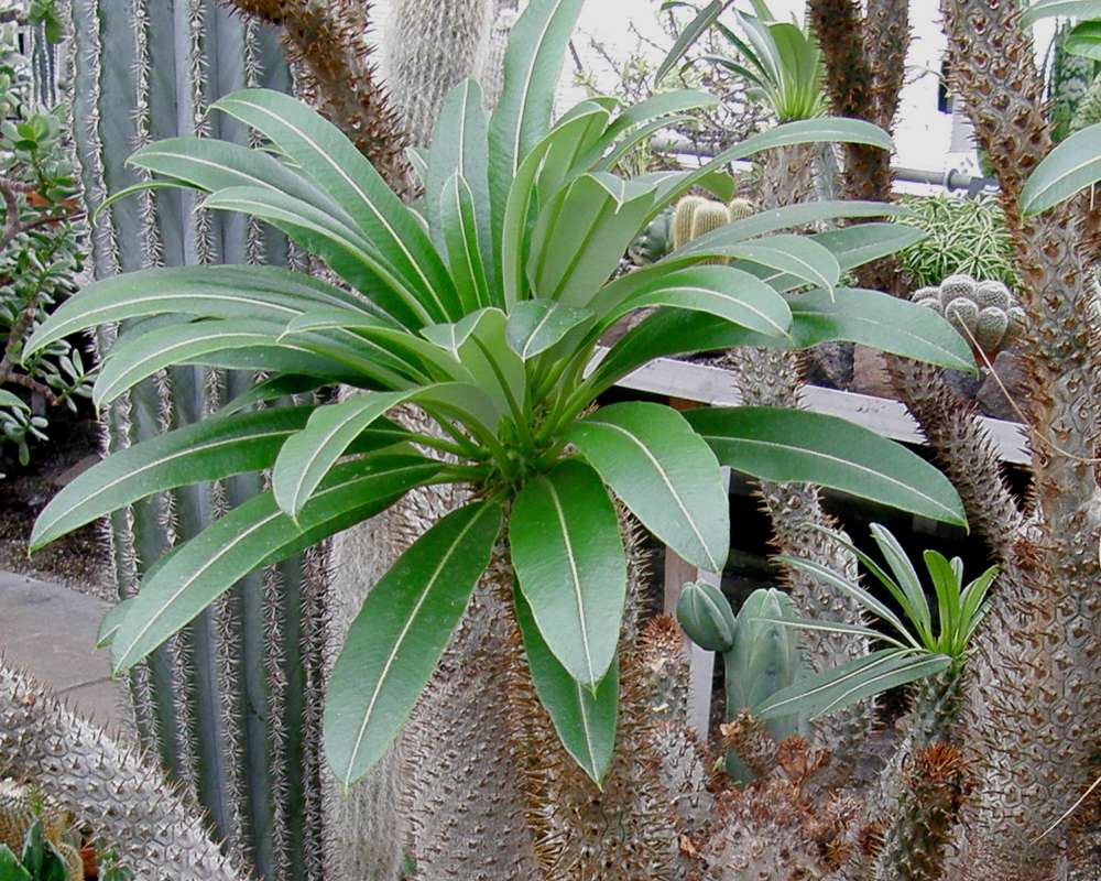 Top Of Plant - Side View<br>(Location of Picture: Manito Garden, Washington, USA, '09)