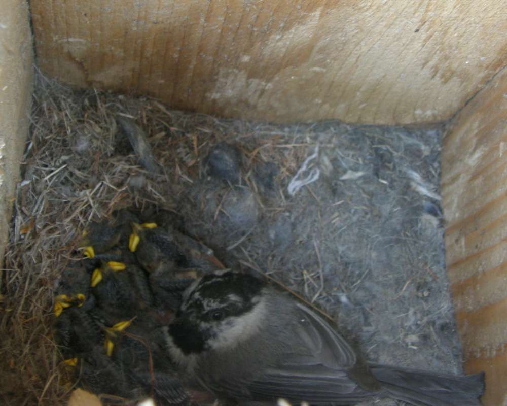 Mother With Young in  Birdhouse<br>(Location of Picture: Conconully, Washington, USA, 2009)