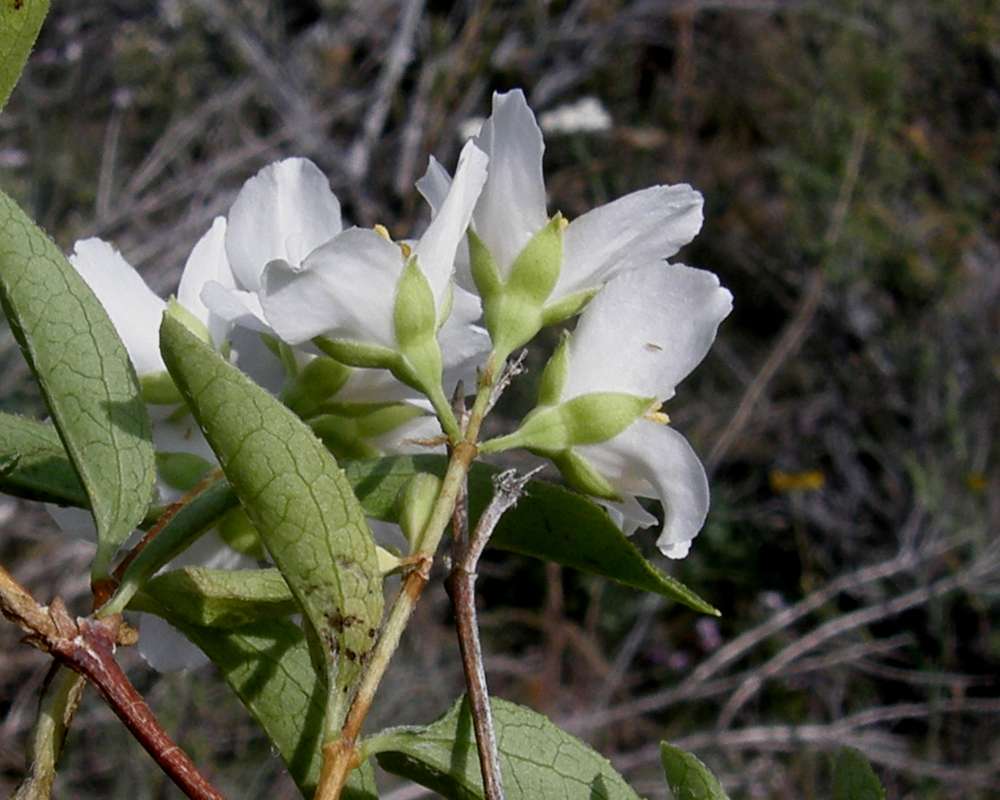 Flowers - Rear View<br>(Location of Picture: Okanogan, Washington, USA, 2009)