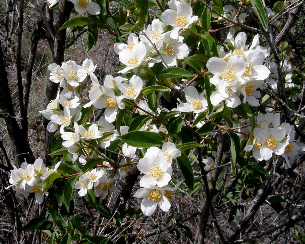 Flowers<br>(Location of Picture: Okanogan, Washington, USA, 2009)