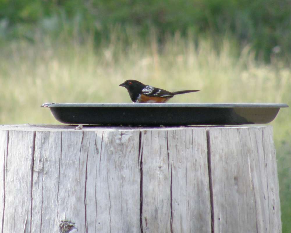 In Water Bath<br>(Location of Picture: Neville Ridge, Washington, USA, '09)