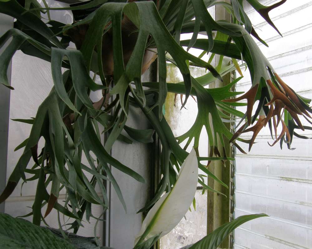 Hanging Fronds<br>(Location of Picture: Manito Garden, Washington, USA, '09)