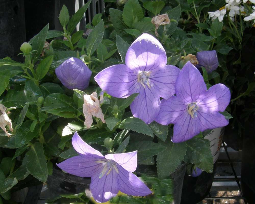 Flowers - Front View<br>(Location of Picture: Commercially Grown)