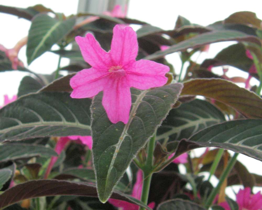 Flower -  front View<br>(Location of Picture: Manito Garden, Washington, USA, '09)