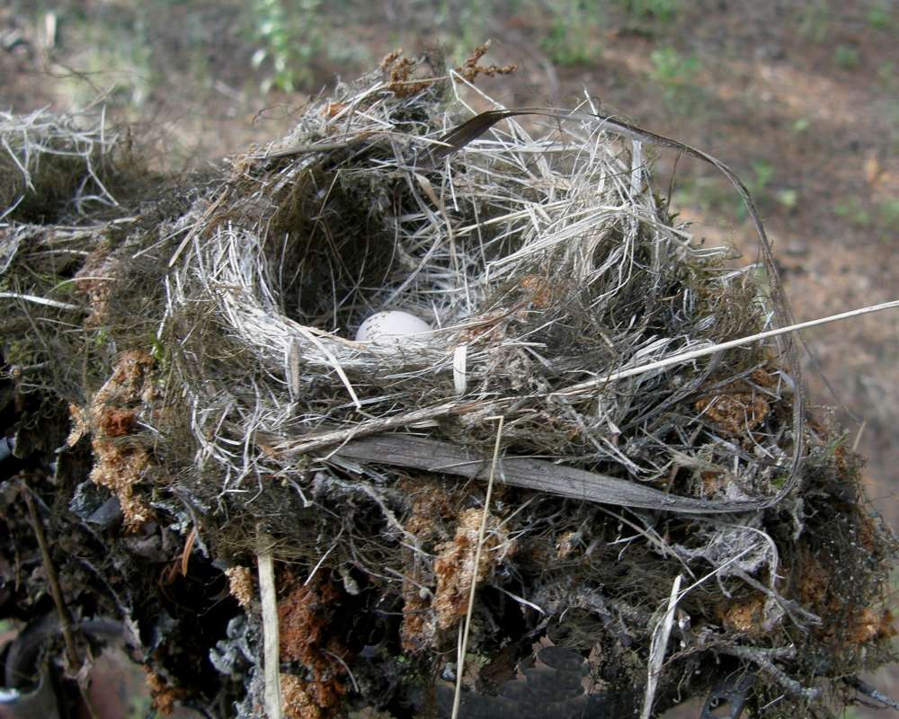 Nest With Egg - Angle View<br>(Location of Picture: Conconully, Washington, USA, 2009)