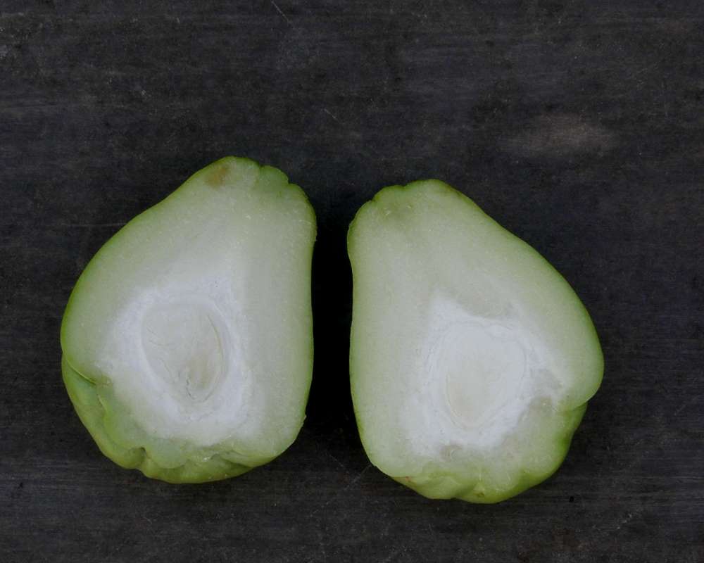 Cutaway View<br>(Location of Picture: Garden, Okanogan, Wa, USA, 2009)