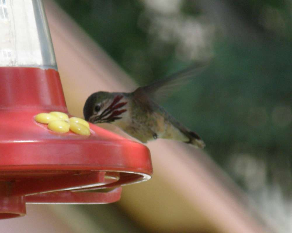 Feeding<br>(Location of Picture: Okanogan, Wa, USA, 2009)